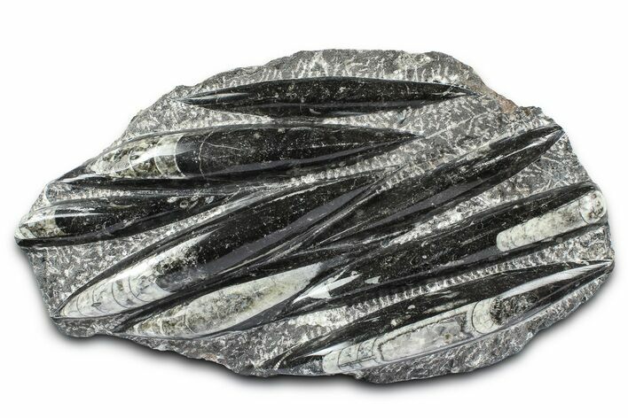 Polished Fossil Orthoceras (Cephalopod) Plate - Morocco #372649